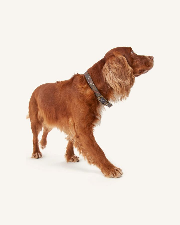 Barbour - Tartan dog collar | Taupe brown
